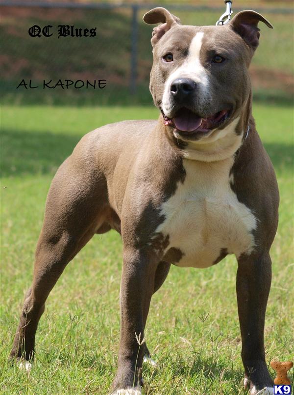 Al Kapone